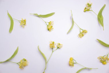 Beyaz arkaplandaki ayrı ıhlamur çiçekleri,