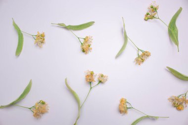 Beyaz arkaplandaki ayrı ıhlamur çiçekleri,