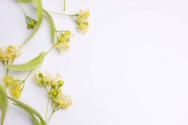 Beyaz arkaplandaki ayrı ıhlamur çiçekleri,