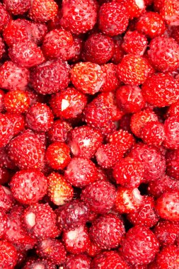 Olgun yabani çilekler, yabani çilekler