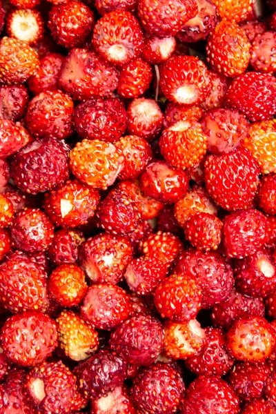 Ripe wild strawberries, wild berry