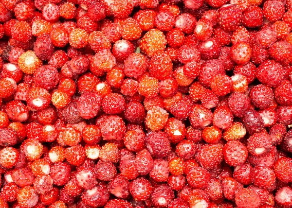 Ripe wild strawberries, wild berry