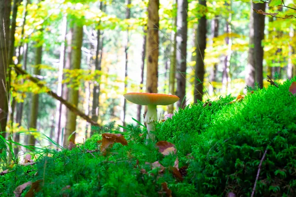 Champignon Toxique Amanita Champignons Dans Forêt — Photo