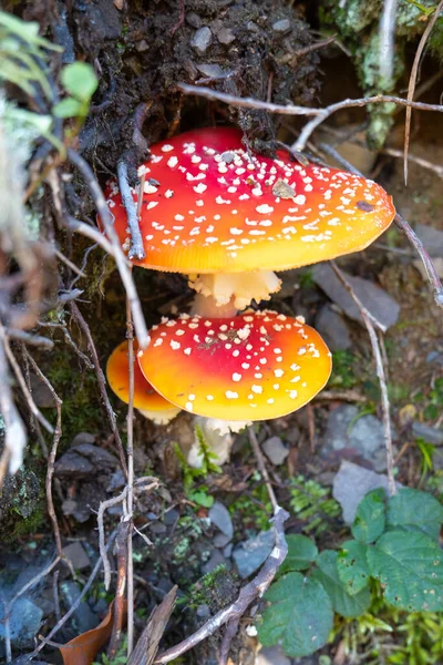 poisonous mushroom Amanita. mushrooms in the forest
