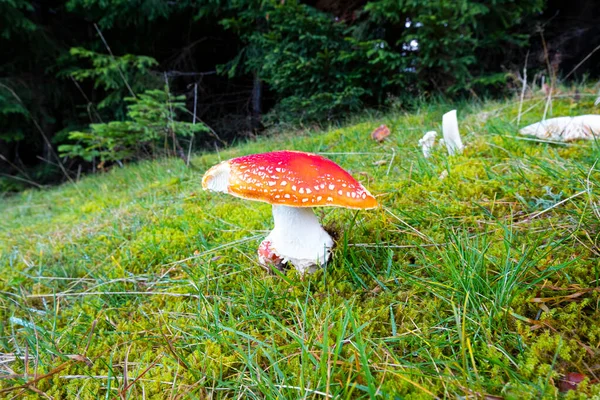 poisonous mushroom Amanita. mushrooms in the forest