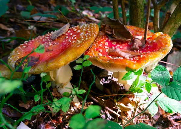 poisonous mushroom Amanita. mushrooms in the forest