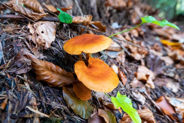 forest mushrooms, tasty and healthy food