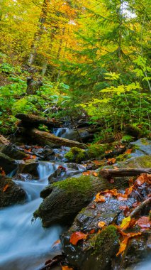 Ormanda su akışı, sonbahar manzarası. Su yavaş çekimde