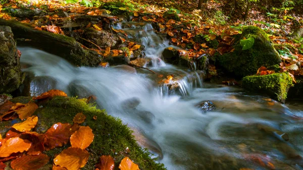 Flujo Agua Bosque Paisaje Otoñal Agua Cámara Lenta —  Fotos de Stock