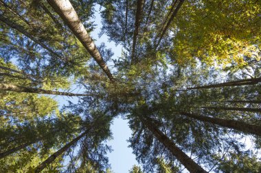 Aşağıdan sonvy orman manzarası, Karpatlar Ukrayna