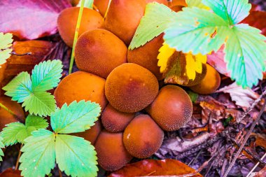 Karpatlar 'daki dağların yamaçlarında yetişen kahverengi tütsülenmiş mantar.