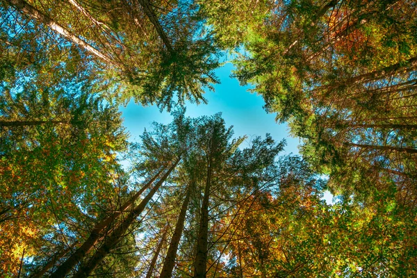 Sonsnovy Forest View Desde Abajo Carpathians Ukraine — Foto de Stock