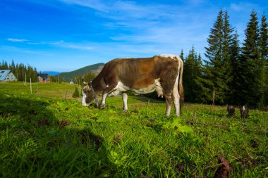 Alp çayırlarındaki inek, ot yiyen inek.