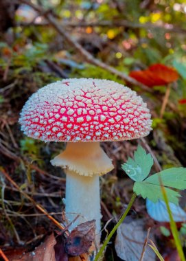Zehirli mantar Amanita. Ormandaki mantarlar