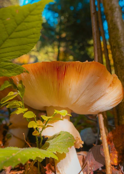 Poisonous Mushroom Amanita Mushrooms Forest — Stock Photo, Image