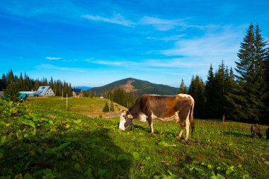 Alp çayırlarındaki inek, ot yiyen inek.