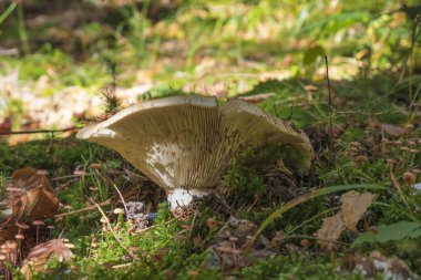 Güzel russula mantarının yakın plan çekimi ormandaki yenilebilir mantar. 