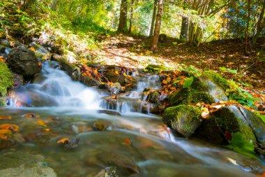 Ormanda su akışı, sonbahar manzarası. Su yavaş çekimde