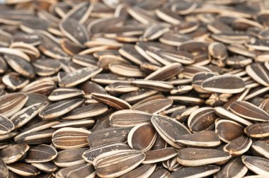 Toplu ayçiçeği tohumlu duvar kağıdı