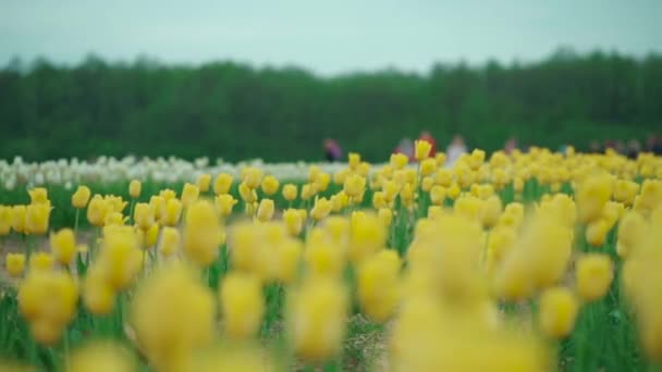 Primavera tulipa festival ou campo com flores amarelas florescendo — Vídeo de Stock