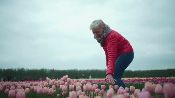 Festival tulip atau perempuan senior berjalan di lapangan dengan bunga mekar di luar ruangan — Stok Video