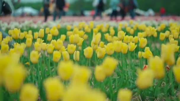 Jarní tulipán festival nebo lidé procházky na poli s kvetoucími květinami venku — Stock video