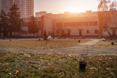 reforestation or volunteers planting young trees in city at sunset