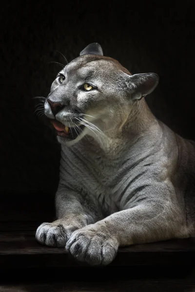 Puma Rozdzielił Usta Leżące Potężne Łapy Przodu Żółte Oczy Czerwony — Zdjęcie stockowe