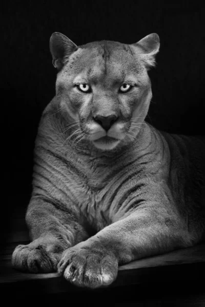 Aparência Perigosa Encantadora Olhos Verdes Cougar Noir Preto Branco Rosto — Fotografia de Stock