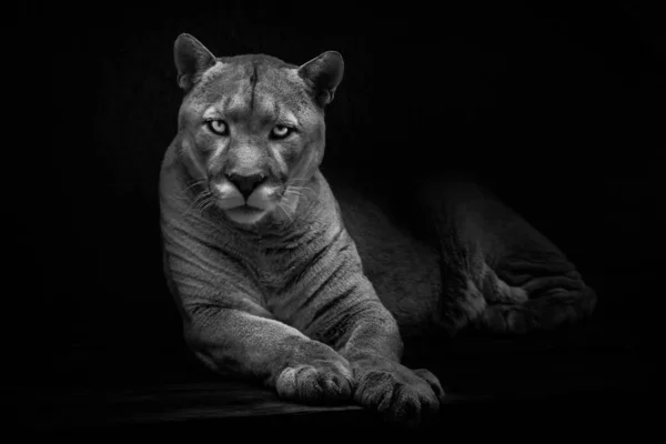 Lying Cougar Looking You Dangerously Calmly Powerful Calm Cat Black — Stock Photo, Image