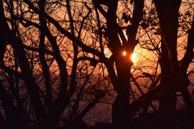 Macaristan 'daki Pilis dağlarında, Budapeşte yakınlarındaki ormanda gün batımı.