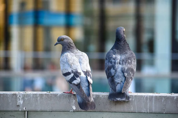 Pigeons sitting on a concrete barrier in front of an office building