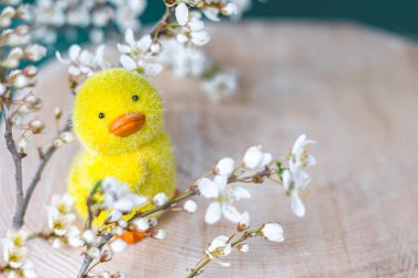 Ahşap bir standın üzerinde sarı tavuk ve çiçek açan erik dalları. Paskalya konsepti.