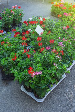 Satılık sardunya ekimi.