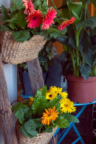 Close up fresh summer flowers in wicker pots. Urban street gardening and decoration. — Stock Photo, Image