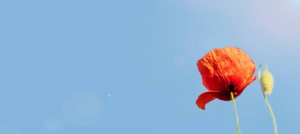 Свіжі Квіти Маків Червоні Блакитним Небом Фон Пробілом Copy Mock — стокове фото