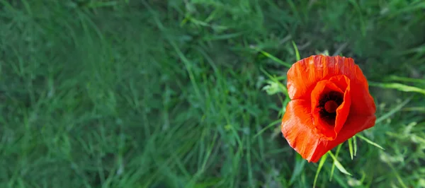 Taze Yetişen Gelincik Çiçekleri Kırmızı Arka Planda Yeşil Çimenler Kopyalanacak — Stok fotoğraf