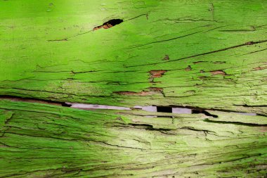 Yeşil Yaşlı Kırsal Orman Arkaplanı