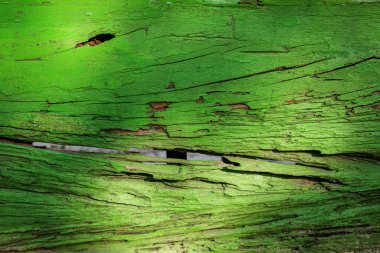 Yeşil Yaşlı Kırsal Orman Arkaplanı