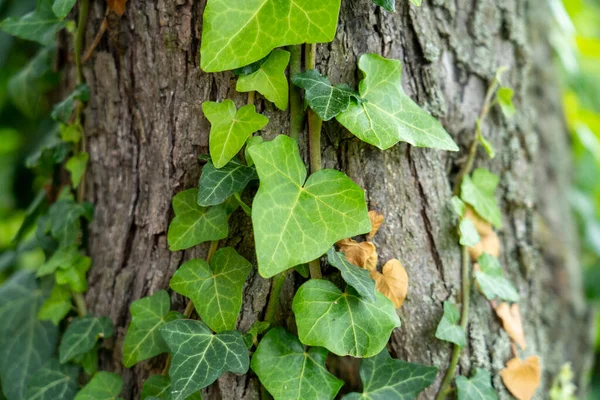 Ivy, Hedera sarmaşığı ya da Avrupa sarmaşığı bir ağacın kabuğuna tırmanıyor. Fotoğrafı kapat..