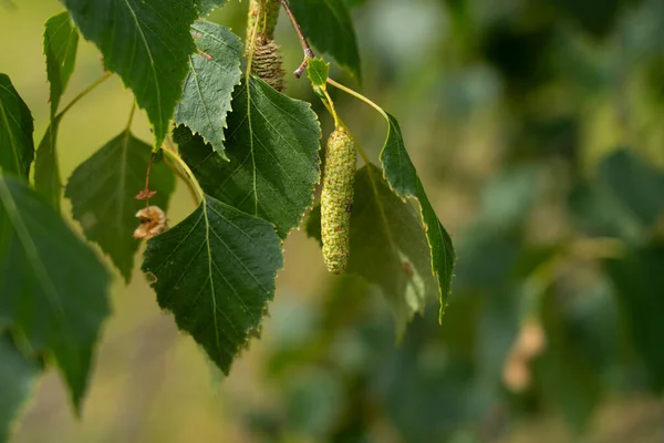 Yeşil yapraklar ve katkinlerle (Betula pendula, gümüş huş ağacı, siğilli huş ağacı, Avrupa beyaz huş ağacı) yeşil yapraklar ve katkinlerle.
