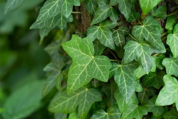 Ivy, Hedera sarmaşığı ya da Avrupa sarmaşığı bir ağacın kabuğuna tırmanıyor. Fotoğrafı kapat..