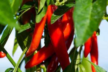 Yeşil bahçede acı biber (ayrıca kırmızı biber, kırmızı biber veya kırmızı biber, Latince: Capsicum annuum). Kırmızı renkli biber. Fotoğrafı kapat..