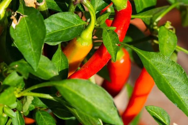 Chili peppers (also chile, chile pepper, chilli pepper, or chilli, Latin: Capsicum annuum) in the green garden. Red color peppers. Close up photo.
