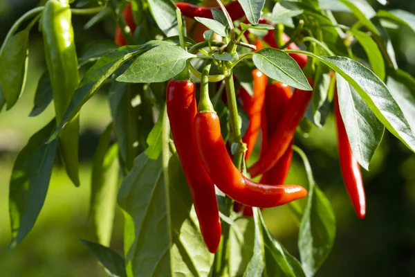 Chili peppers (also chile, chile pepper, chilli pepper, or chilli, Latin: Capsicum annuum) in the green garden. Red color peppers. Close up photo.