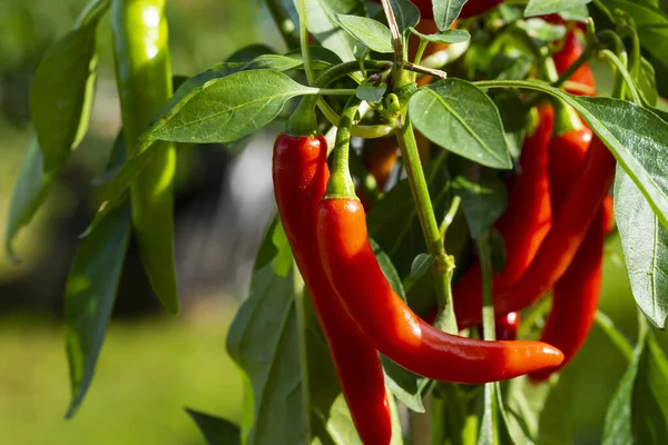 Chili peppers (also chile, chile pepper, chilli pepper, or chilli, Latin: Capsicum annuum) in the green garden. Red color peppers. Close up photo.