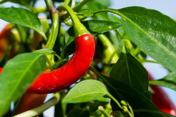 Chili peppers (also chile, chile pepper, chilli pepper, or chilli, Latin: Capsicum annuum) in the green garden. Red color peppers. Close up photo.