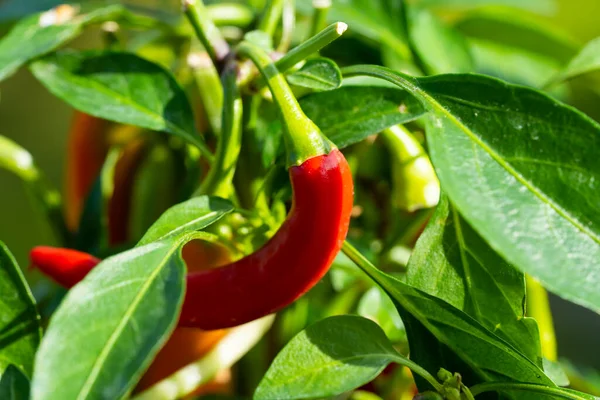 Chili peppers (also chile, chile pepper, chilli pepper, or chilli, Latin: Capsicum annuum) in the green garden. Red color peppers. Close up photo.