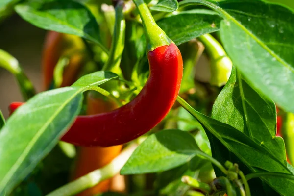 Chili peppers (also chile, chile pepper, chilli pepper, or chilli, Latin: Capsicum annuum) in the green garden. Red color peppers. Close up photo.