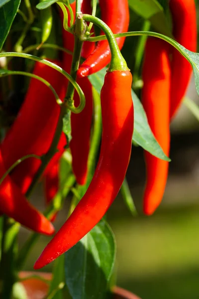 Chili peppers (also chile, chile pepper, chilli pepper, or chilli, Latin: Capsicum annuum) in the green garden. Red color peppers. Close up photo.
